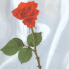 Serviette rote Rose