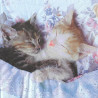 Serviette Kitten