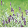Serviette Lavender