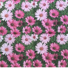 Serviette White and Pink