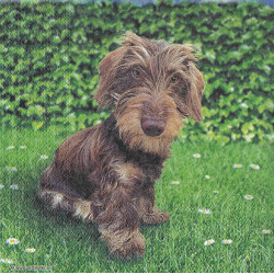 Serviette Dackel im Gras –...