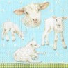 Serviette little Lambs