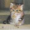 Serviette Kitty