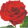 Serviette Rose