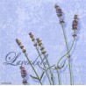 Serviette Lavendula