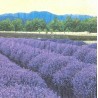 Serviette Lavendellandschaft